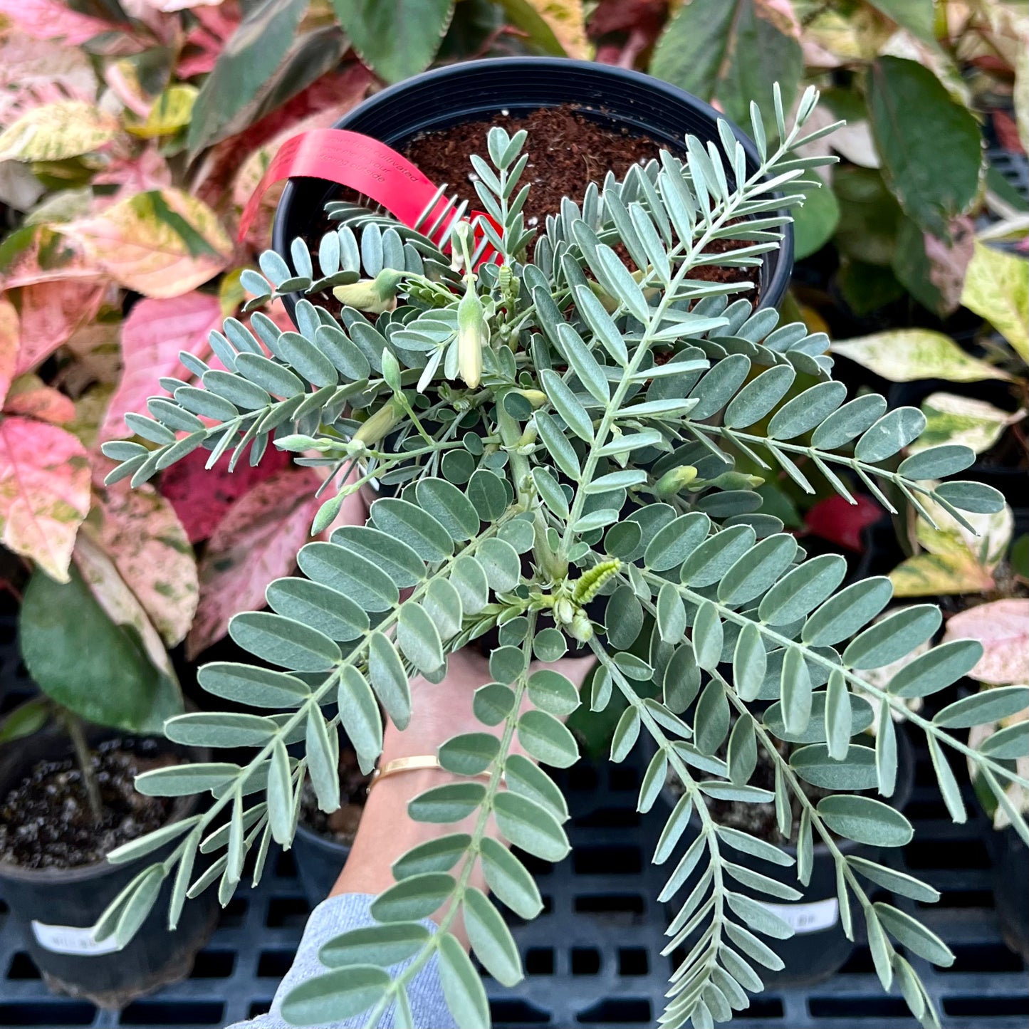 Ohai, Sesbania tomentosa (endangered)