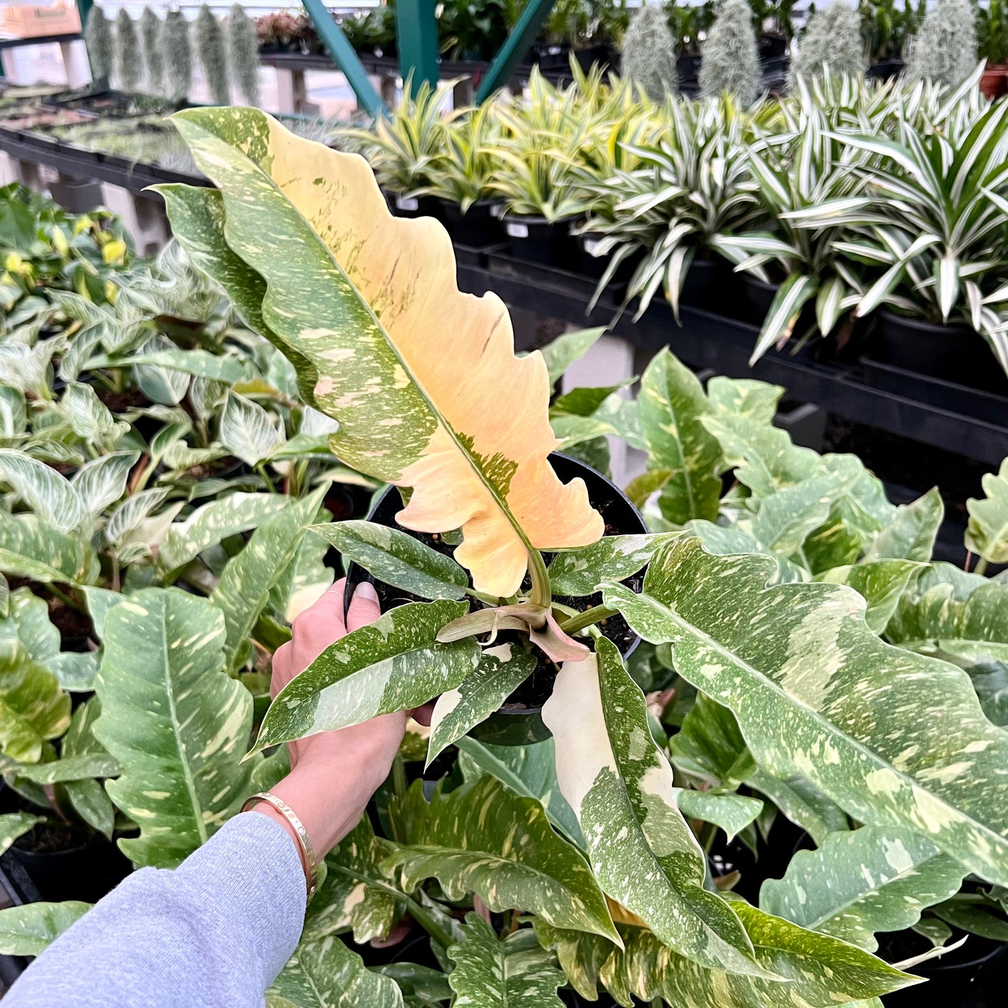 Philodendron tortum x wendlandii, "Ring of Fire"