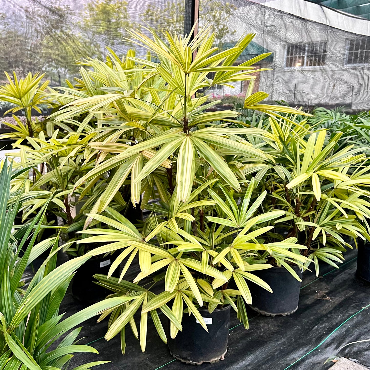 Variegated Rhapis Palm
