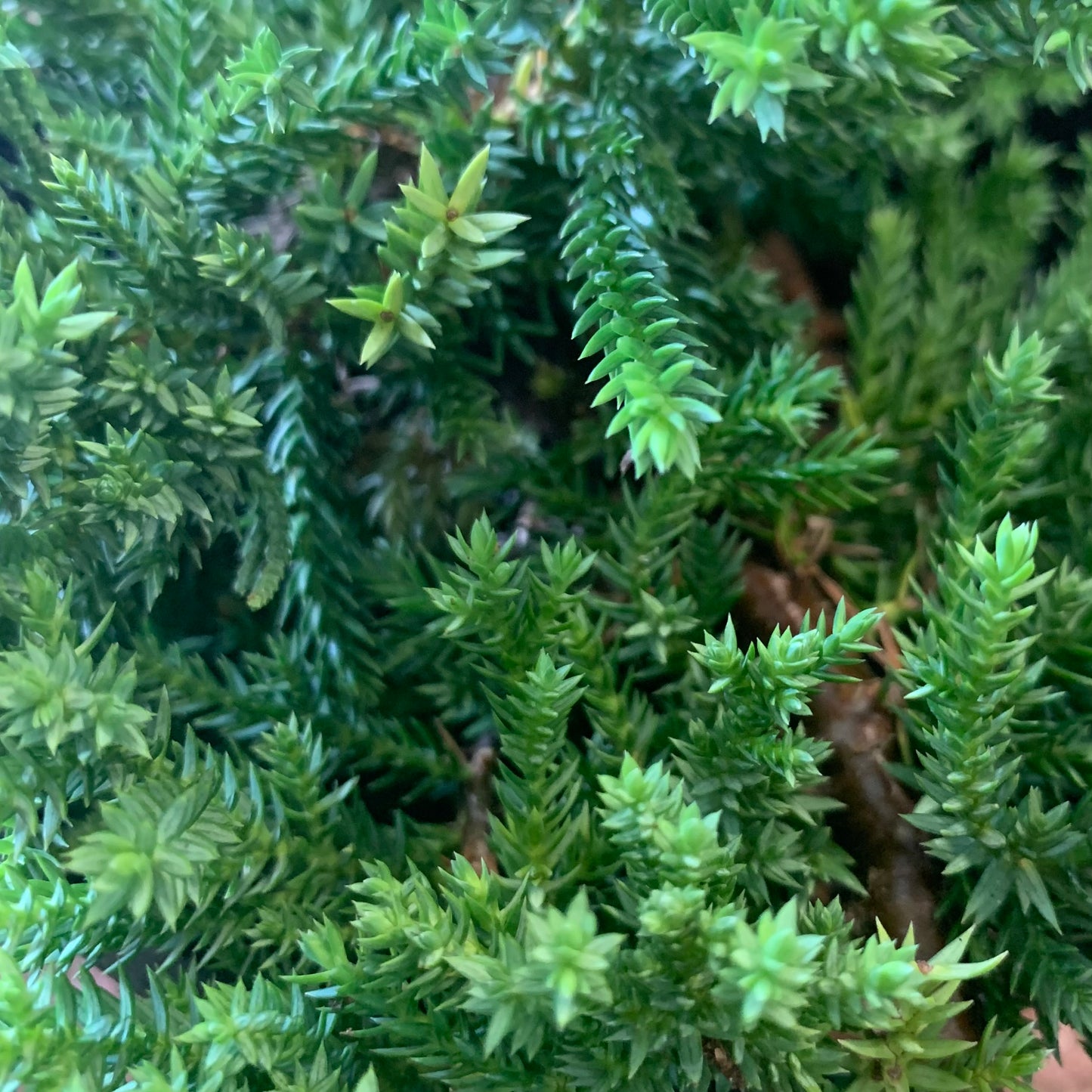 Juniperus procumbens, "Nana Juniper"