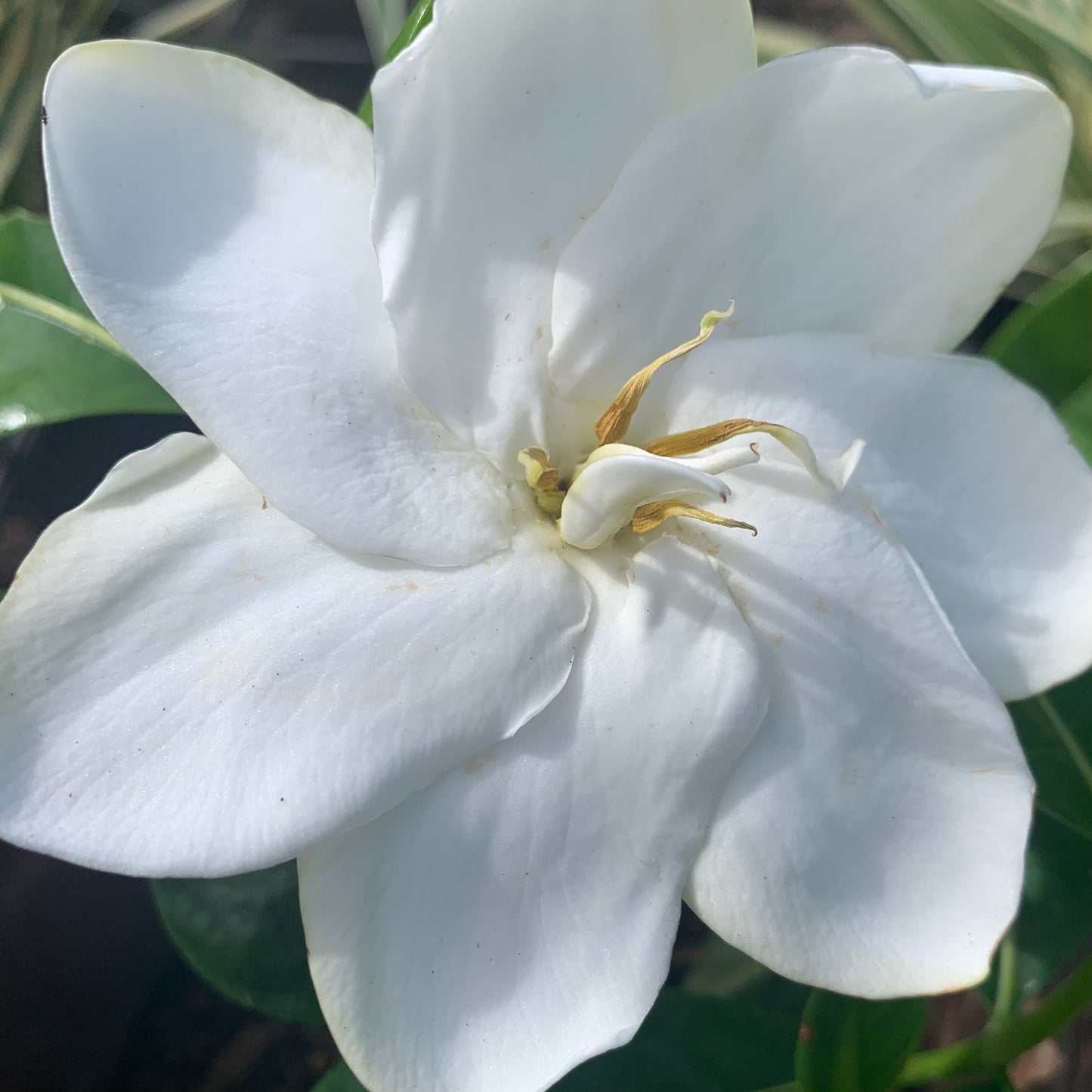 Gardenia jasminoides, "Heaven Scent"