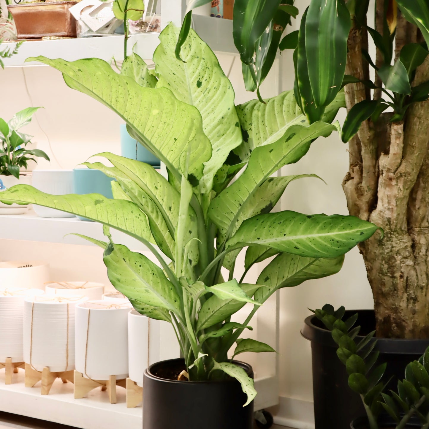 Dieffenbachia 'Camouflauge'