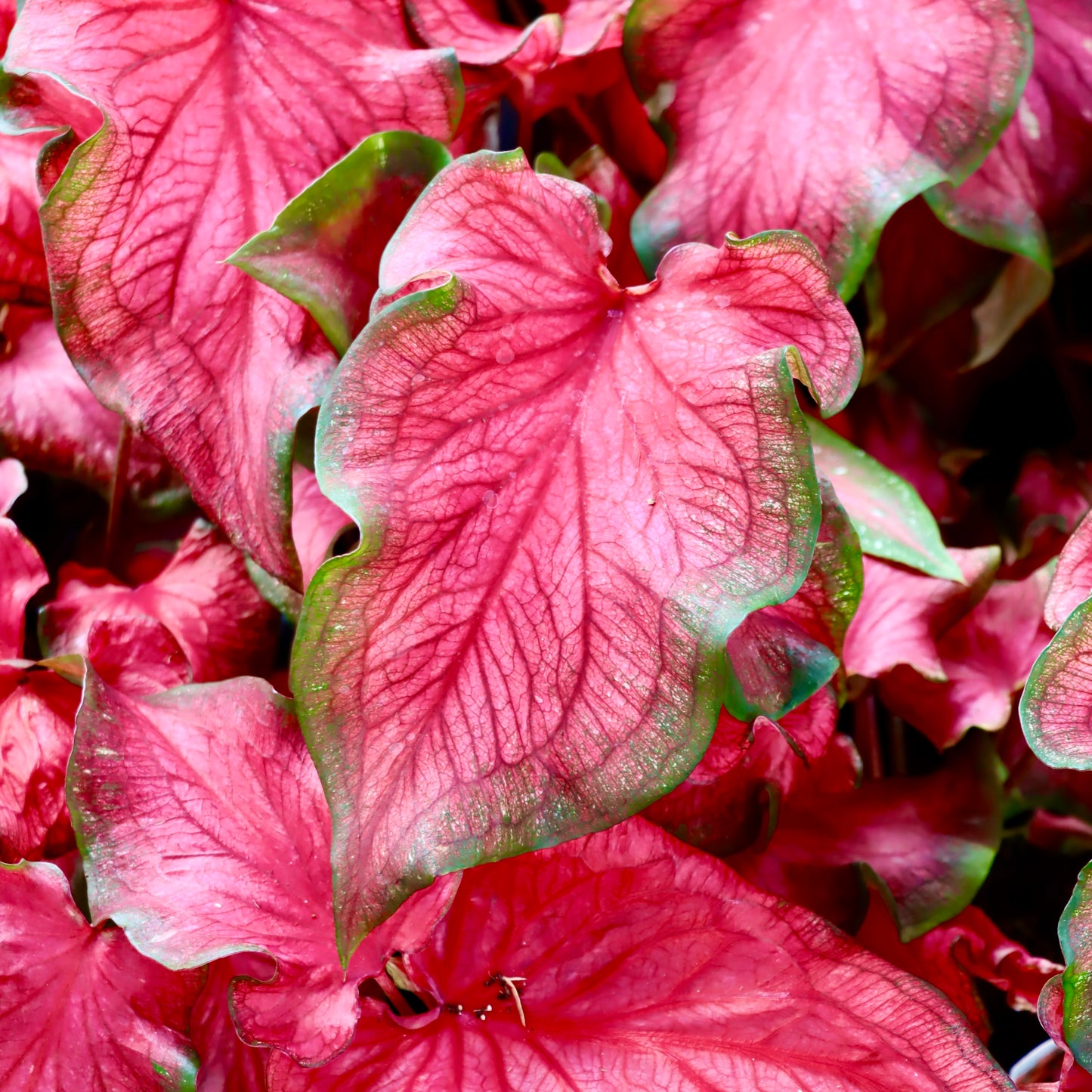 Caladium 'Fairytale Princess'