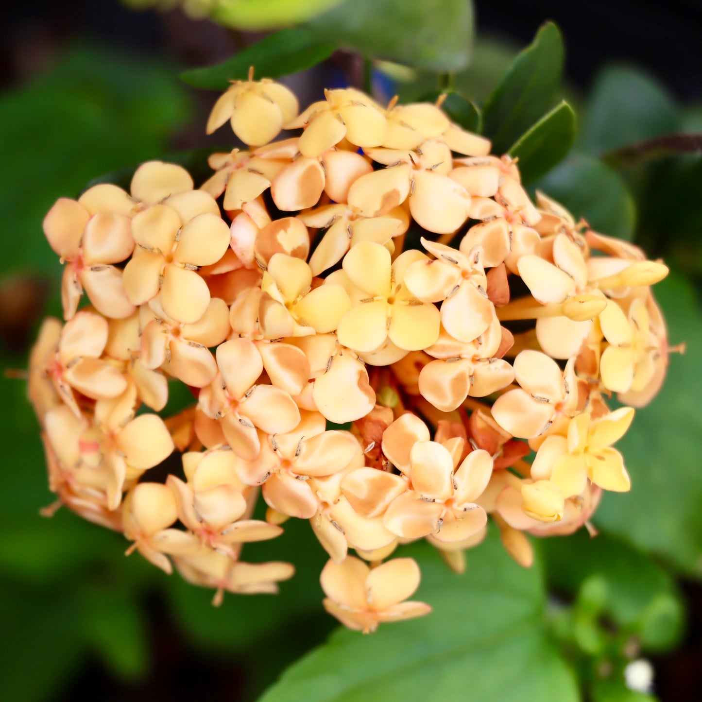 Ixora coccinea, "Maui Yellow"