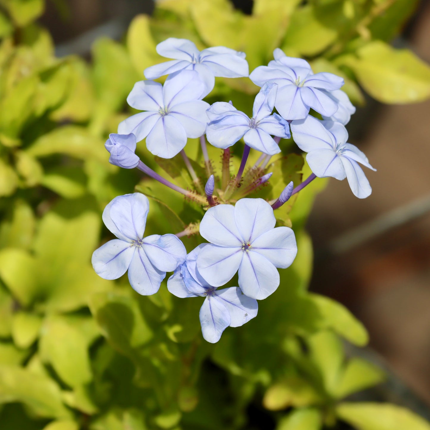 Plumbago, Blue