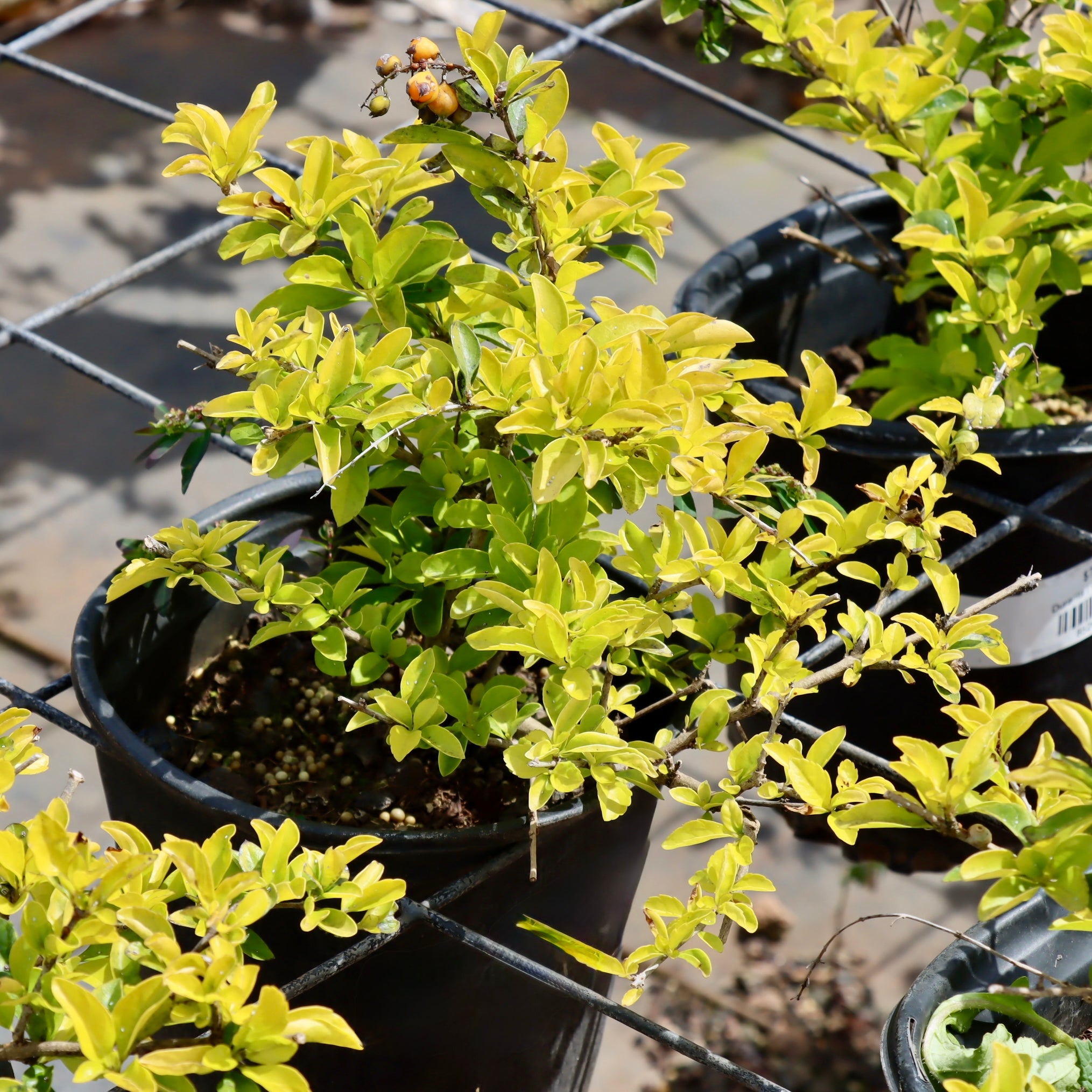 Duranta – Mari's Gardens