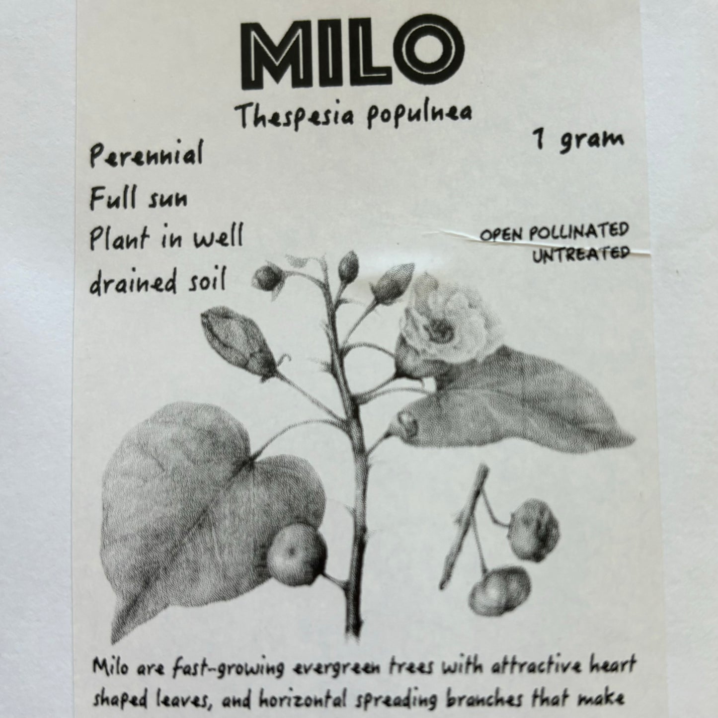 Milo, seeds