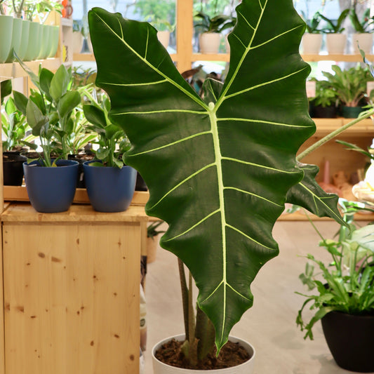 Alocasia 'Sarian'