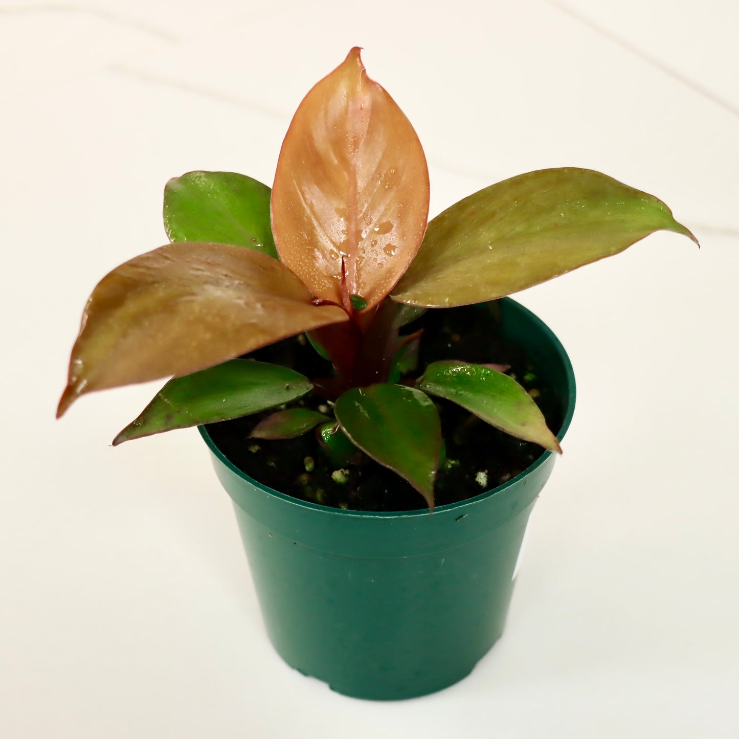 Philodendron "Red Cherry"