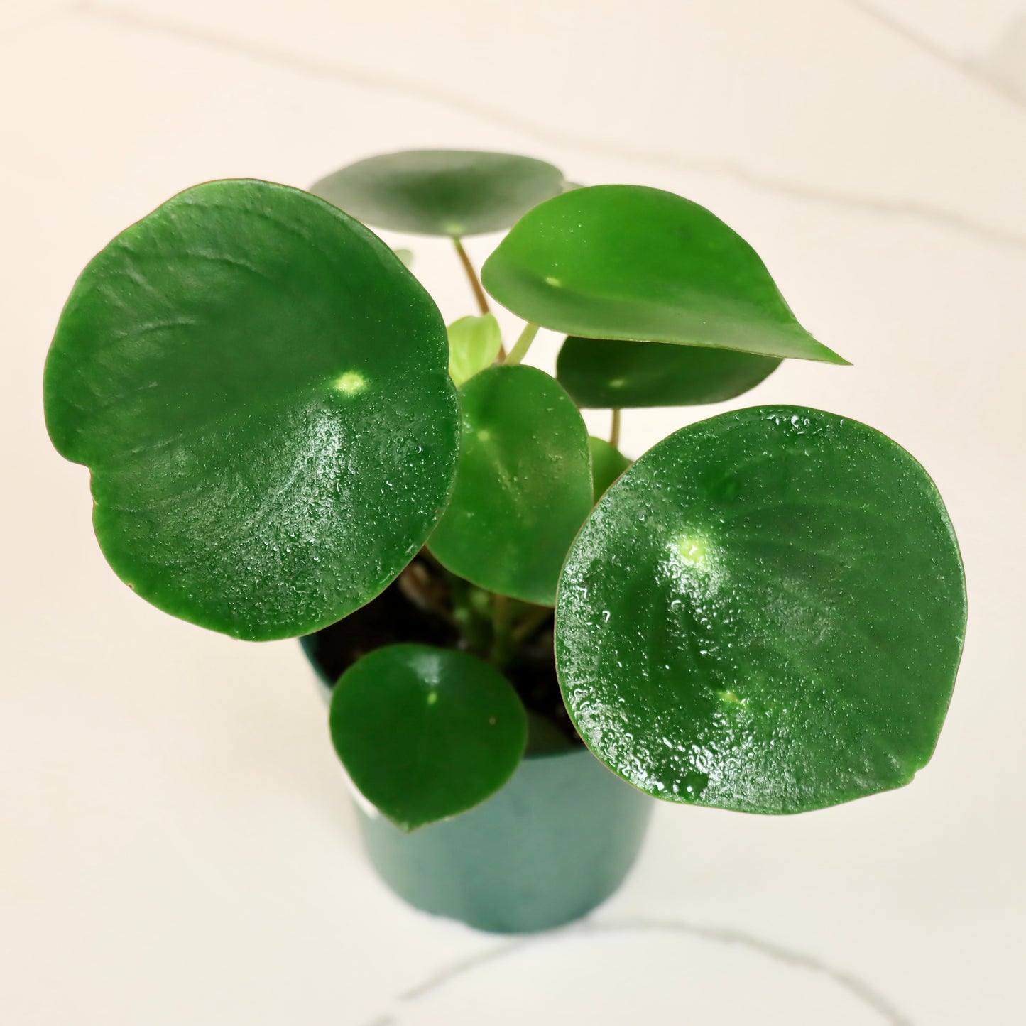 Peperomia polybotyra 'Raindrop'