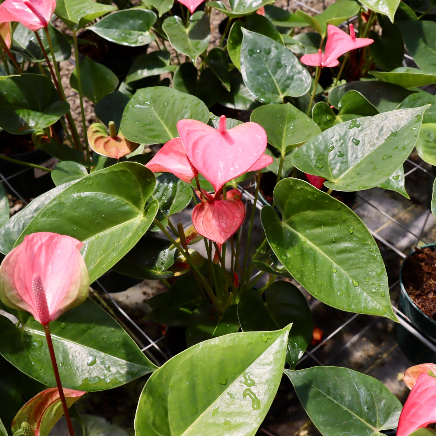 Anthurium 'Royal Pink Champion'