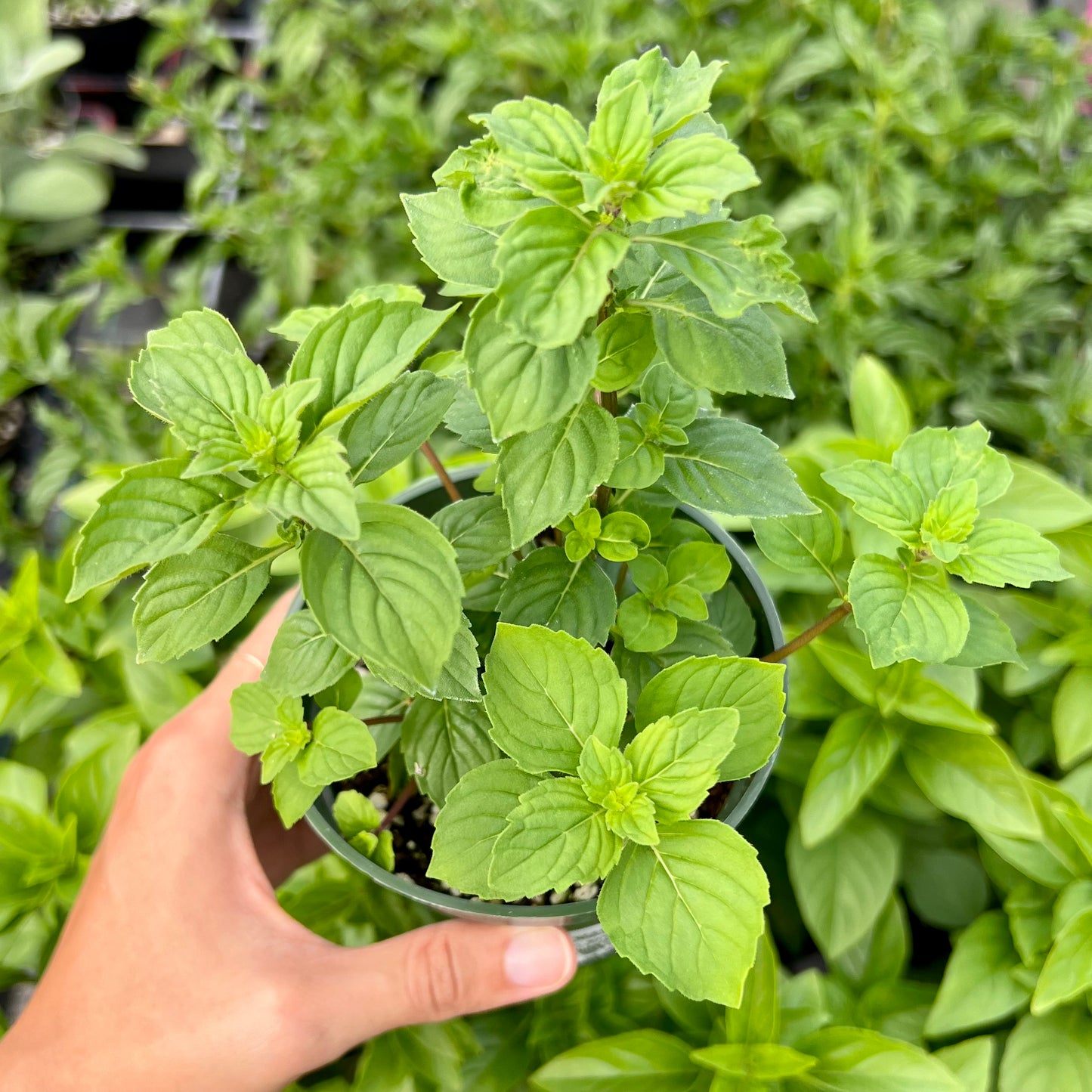 Herb & Vegetable Plants