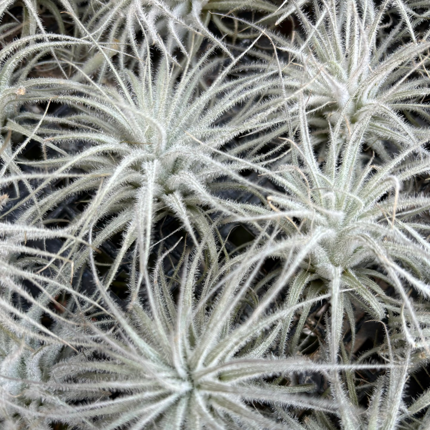 Tillandsia Tectorum Ecuador