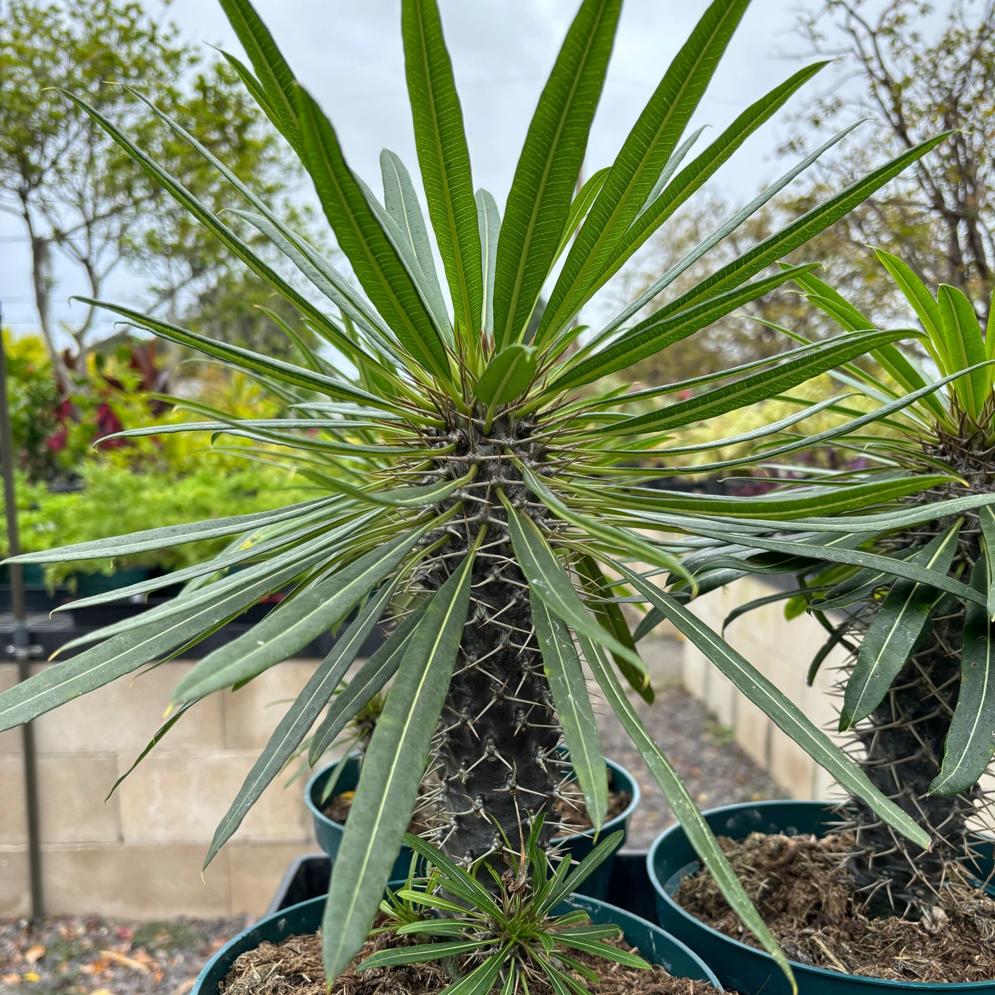 Pachypodium lamerei, "Madagascar Palm"