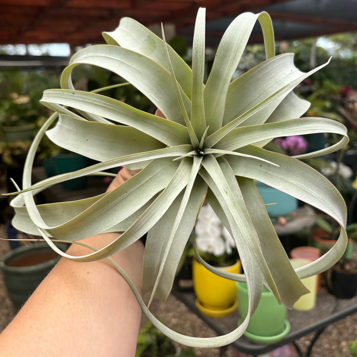 Tillandsia xerographica