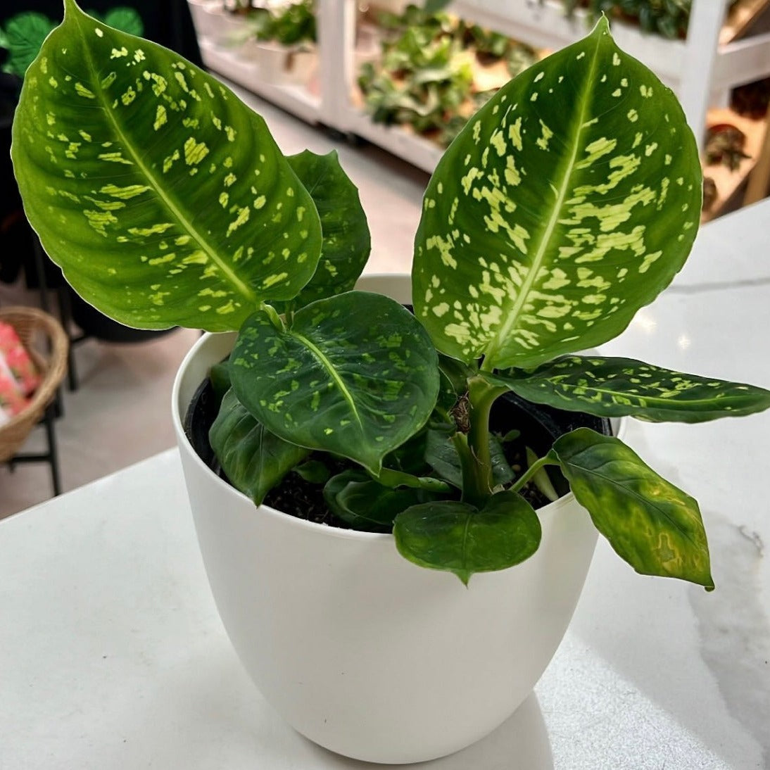 Dieffenbachia "Reflector"