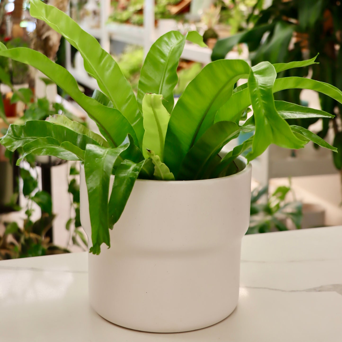 Ilennis Planter