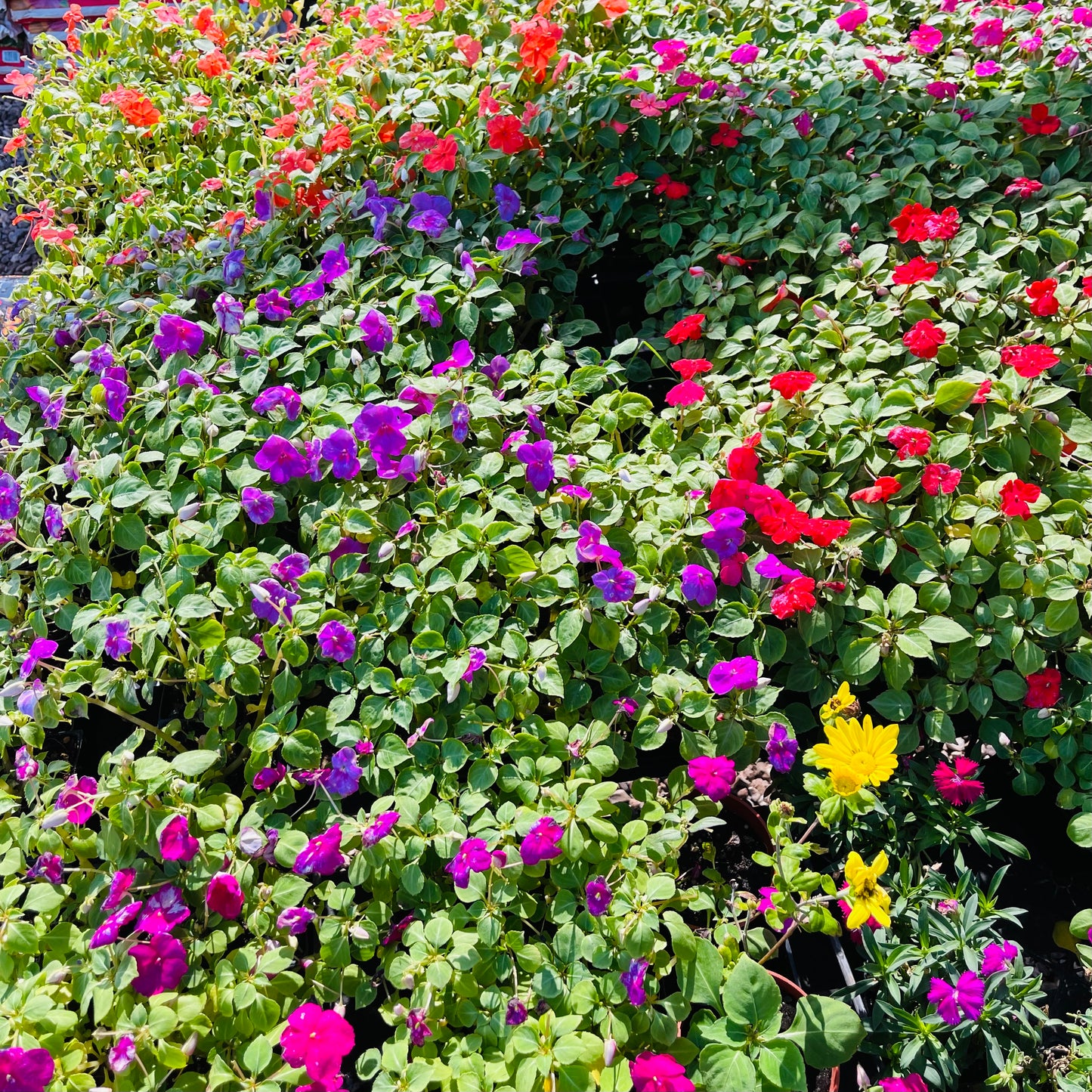 Impatiens, Sunpatiens