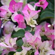 Bougainvillea, "Imperial Delight"