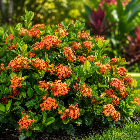 Ixora coccinea 'Maui Red'