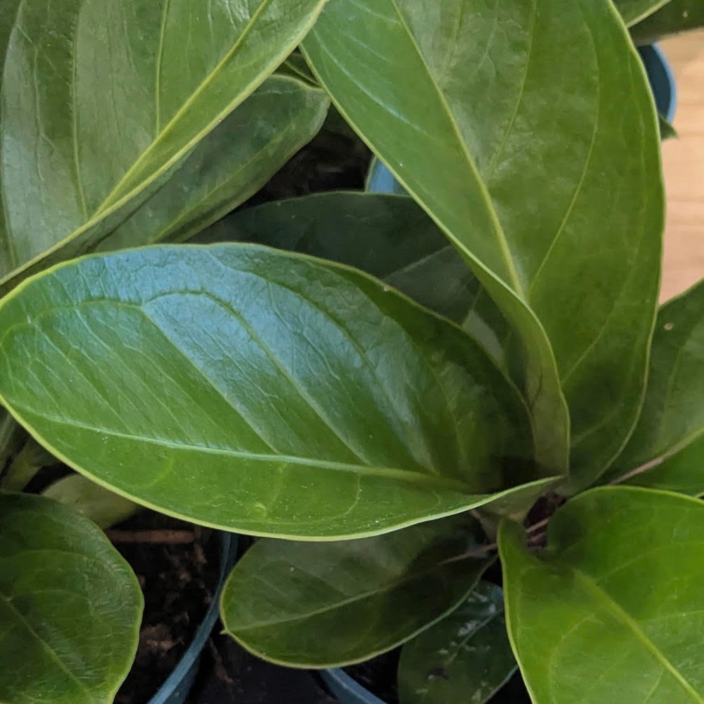 Anthurium ʻJenmaniiʻ