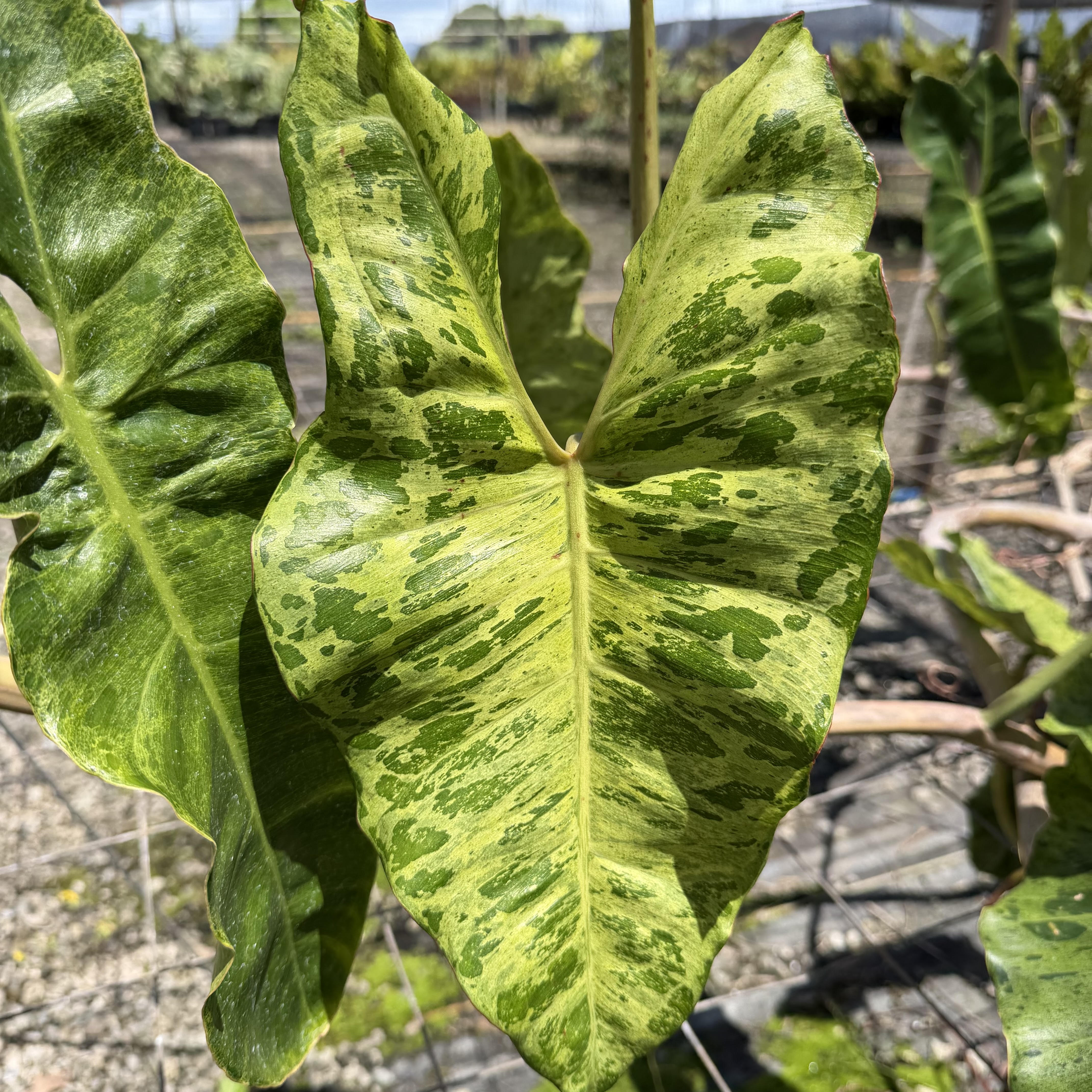 Philodendron 'Jose Buono' – Mari's Gardens