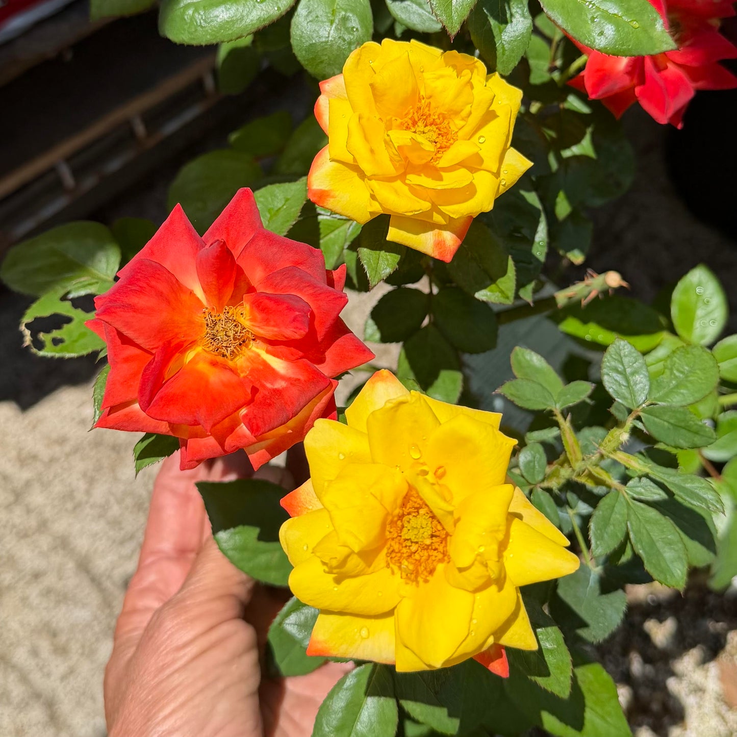Floribunda Rose Bush 'Judy Garland'