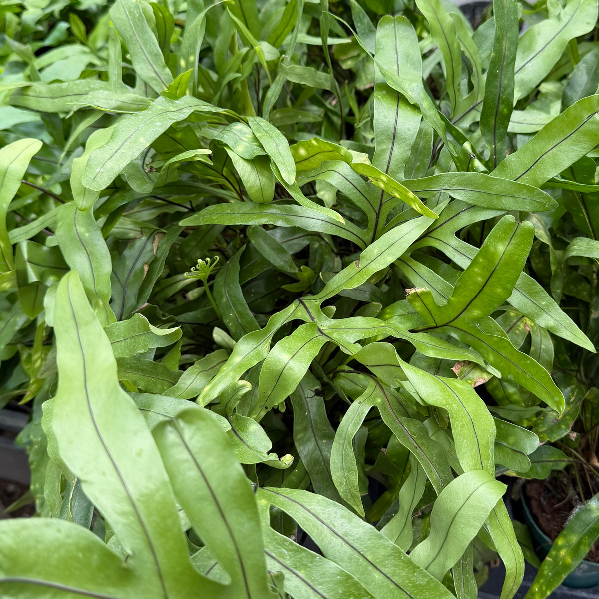 Microsorum diversifolium (Kangaroo Paw Fern)