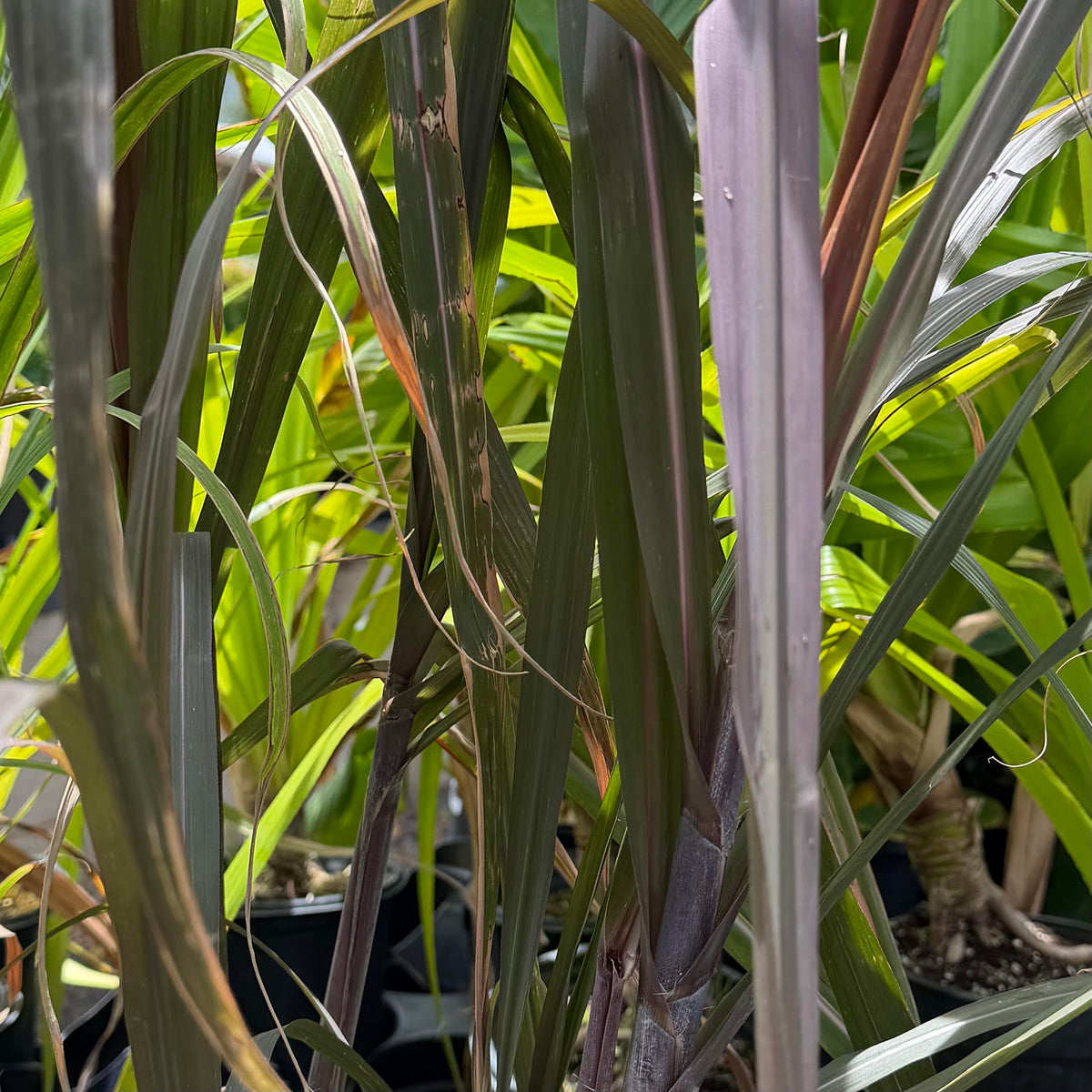 Saccharum officinarum, Ko (Honua 'ula) 'Sugarcane'
