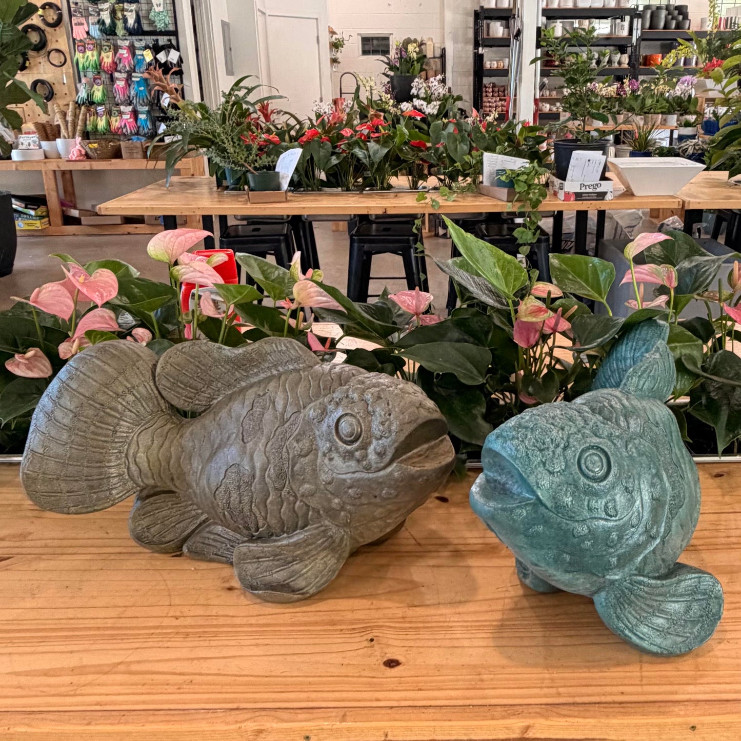 Koi Fish