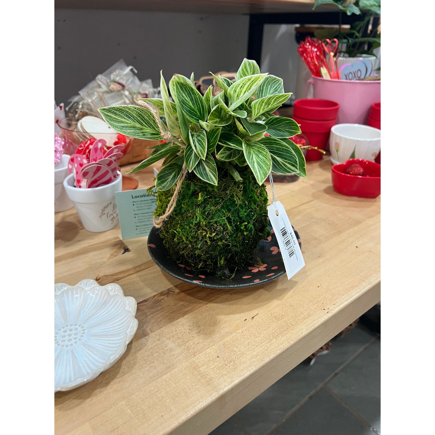 Kokedama (Japanese Moss Ball) with Assorted Houseplant