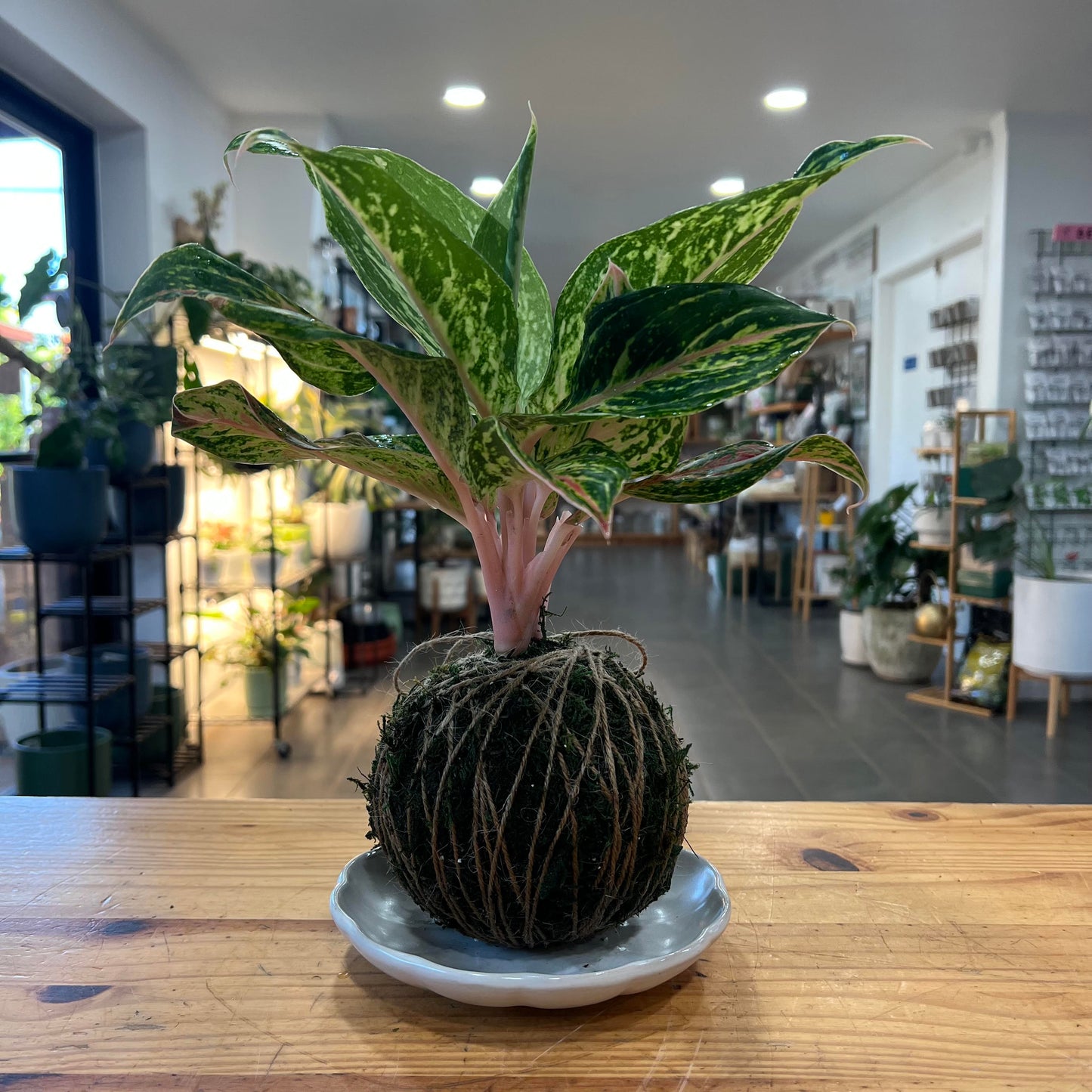 Kokedama (Japanese Moss Ball) with Assorted Houseplant