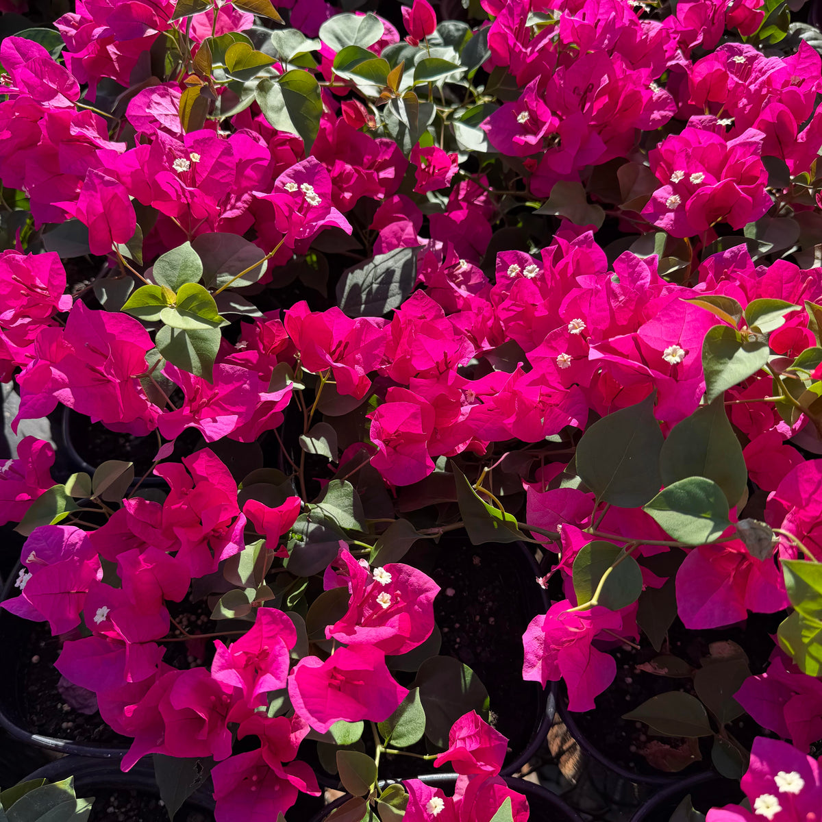 Bougainvillea ʻLa Jollaʻ