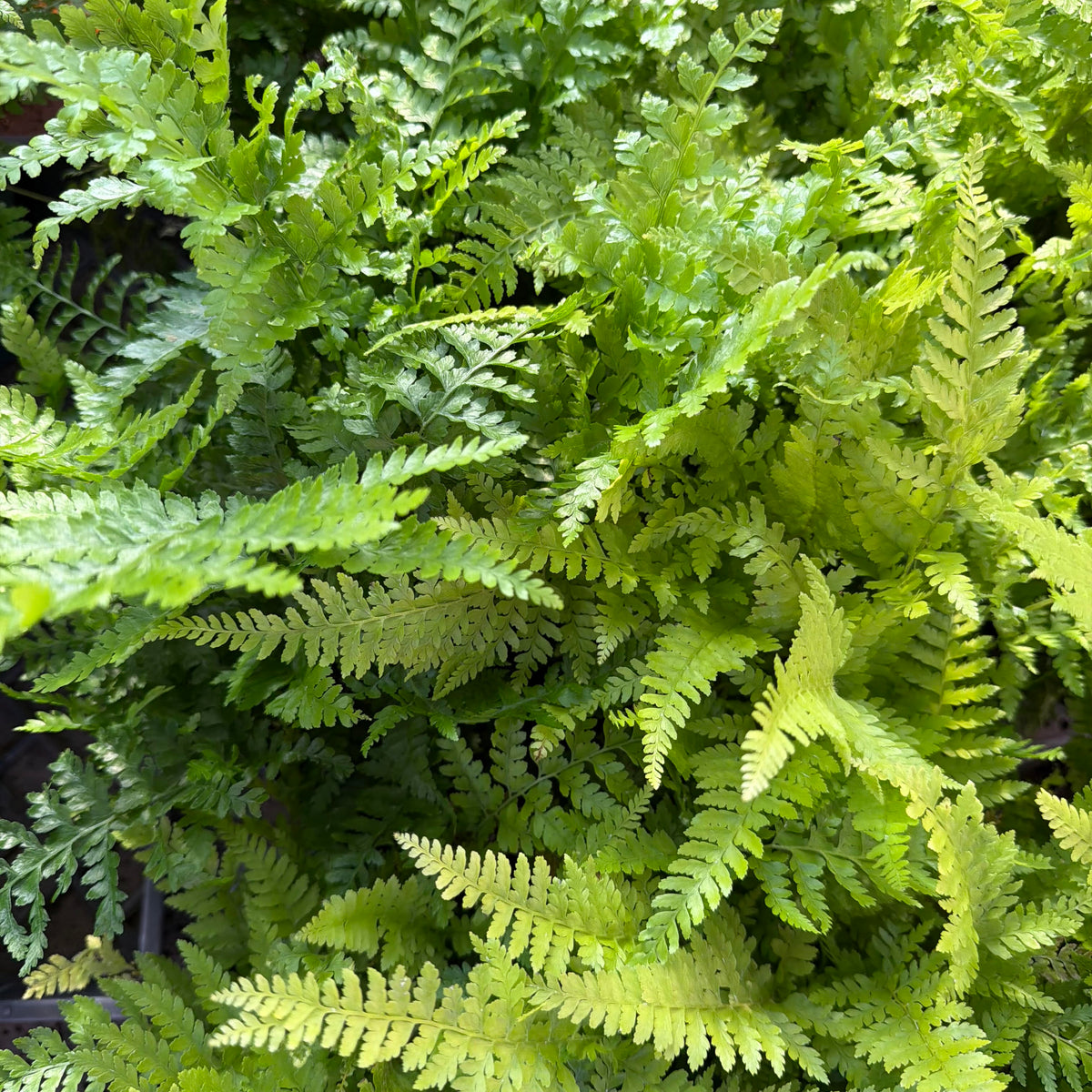 Asparagus setaceus ʻLace fernʻ