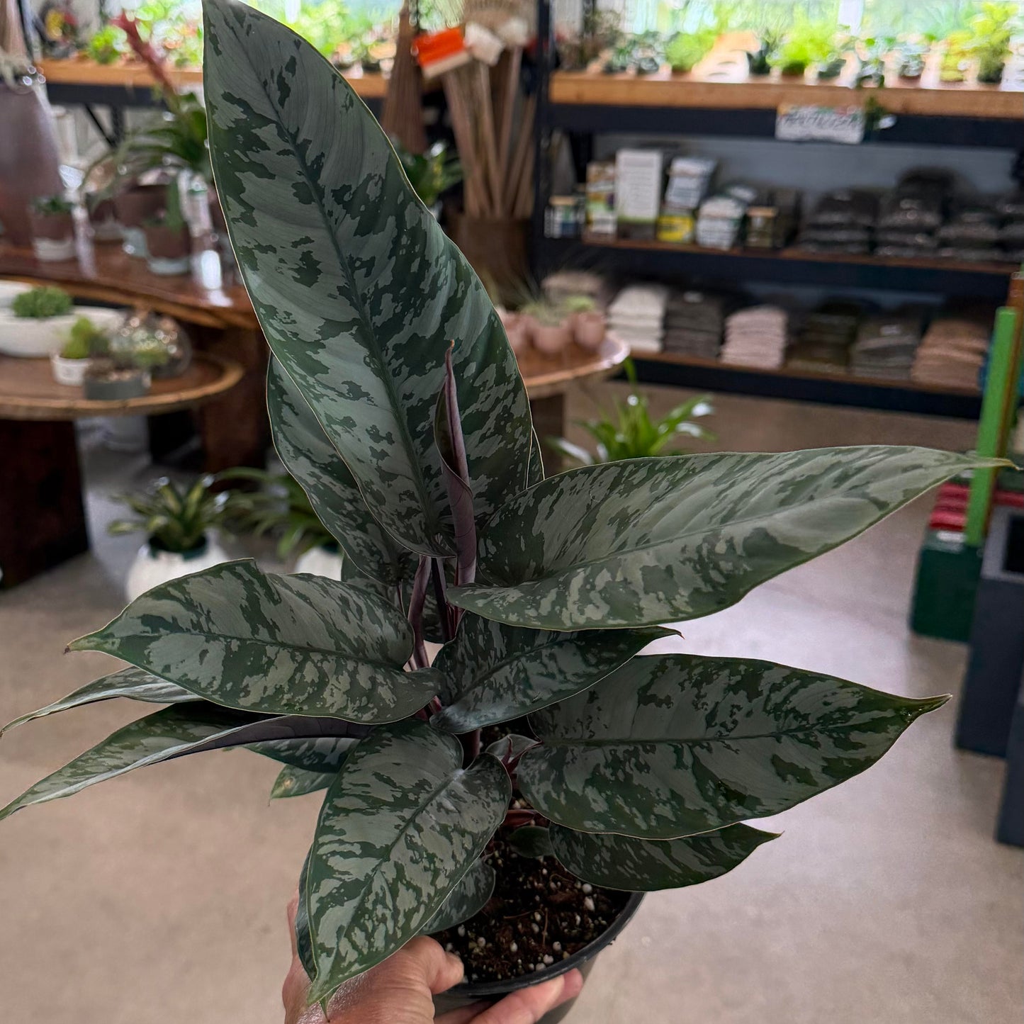 Apoballis acuminatissima 'Lavallaei'