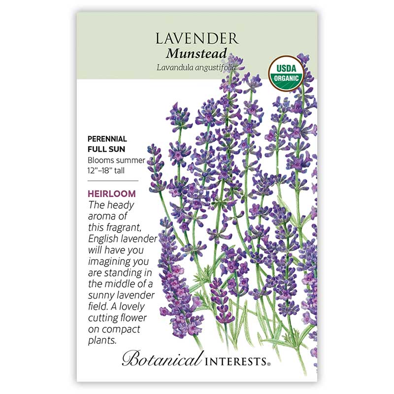 Lavender seeds 'Munstead'
