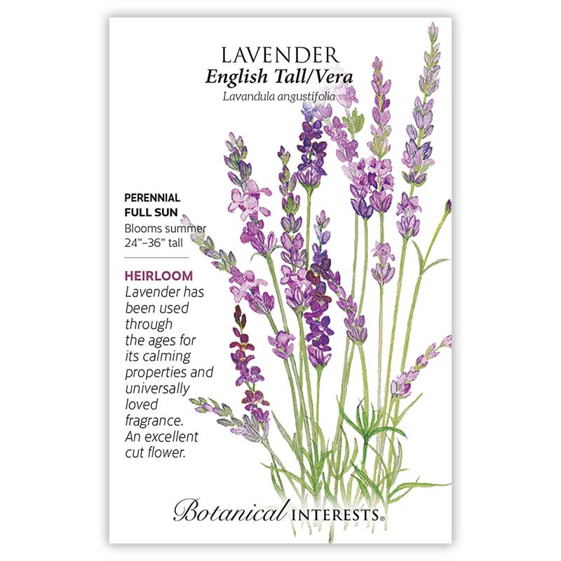 Lavender seeds 'English Tall Vera'