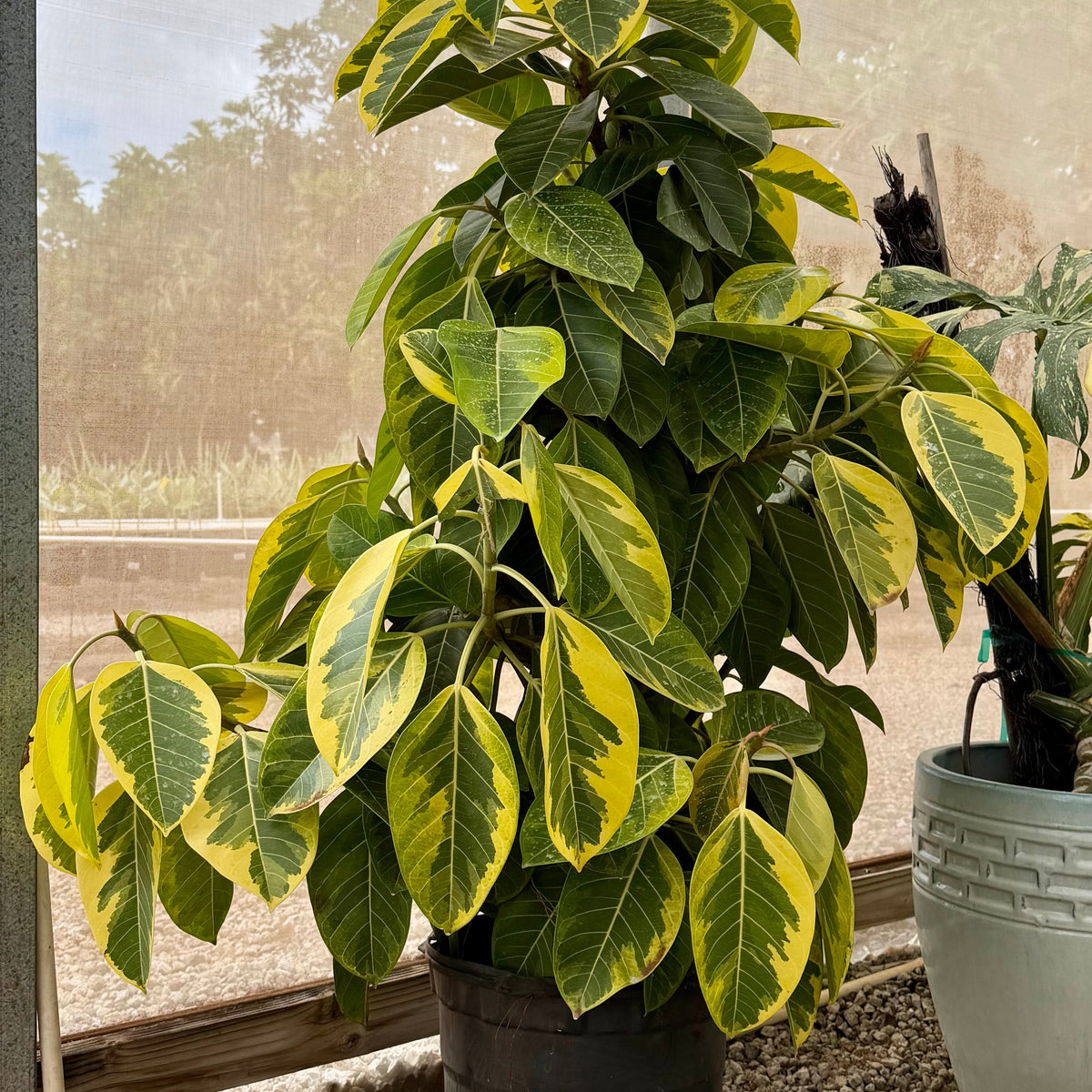 Ficus elastica (Rubber Tree)