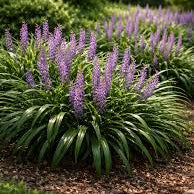Liriope muscari