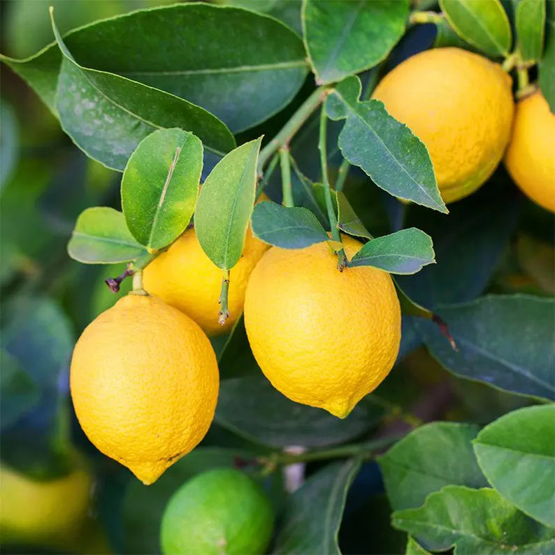 Lisbon Lemon