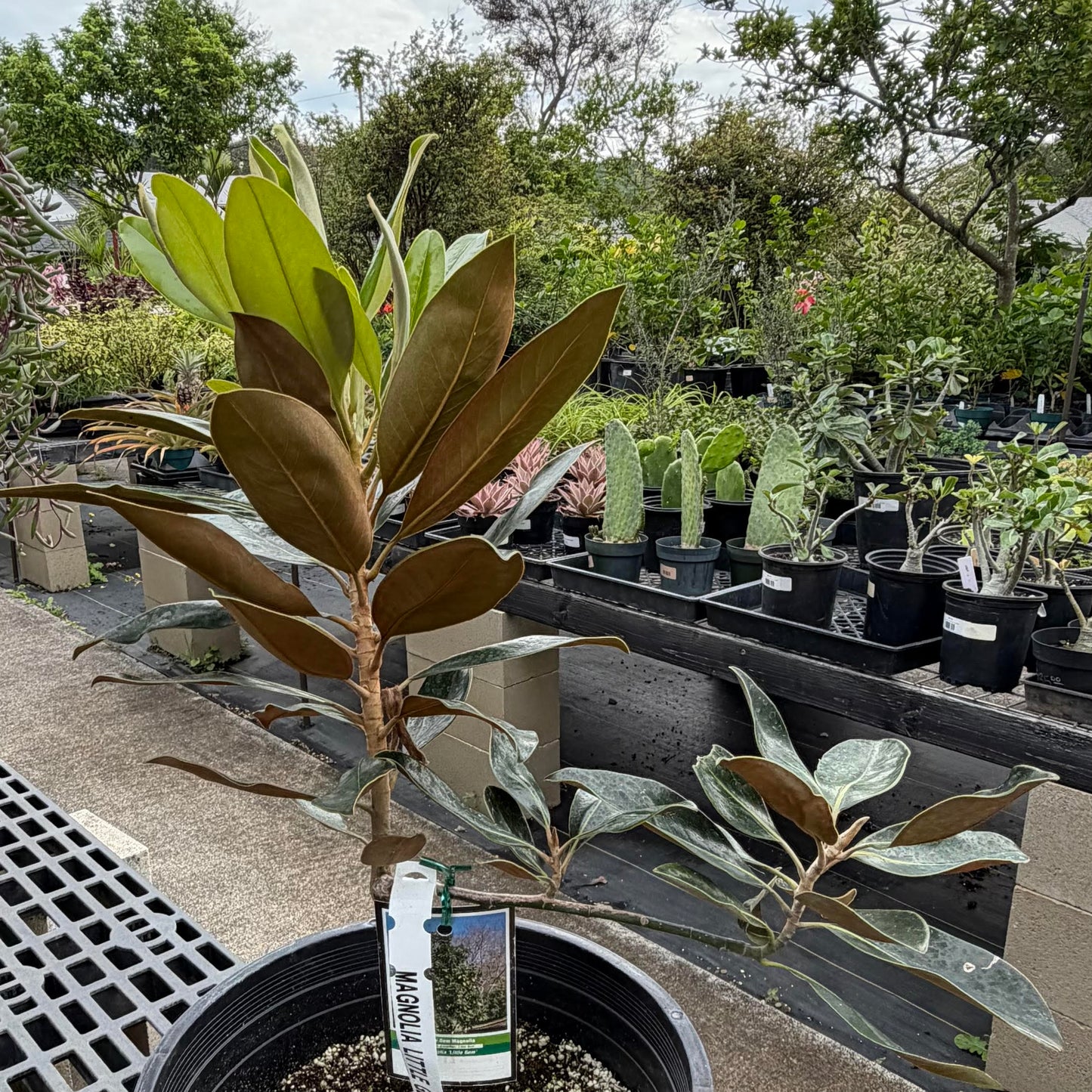 Magnolia Grandiflora, "Little Gem"