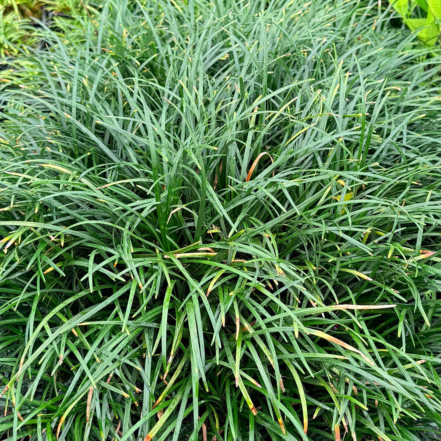 Ophiopogon japonicus, "Long Mondo Grass"