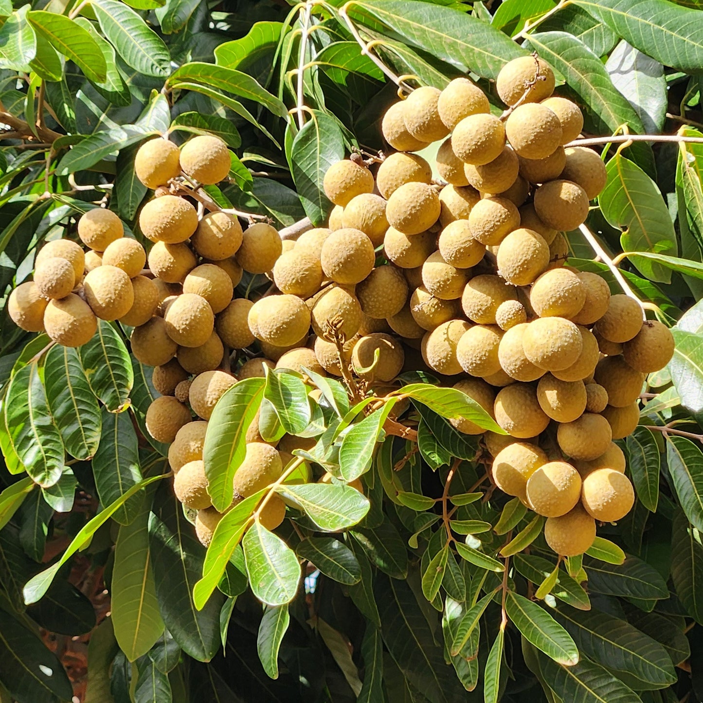Biew Kiew Longan