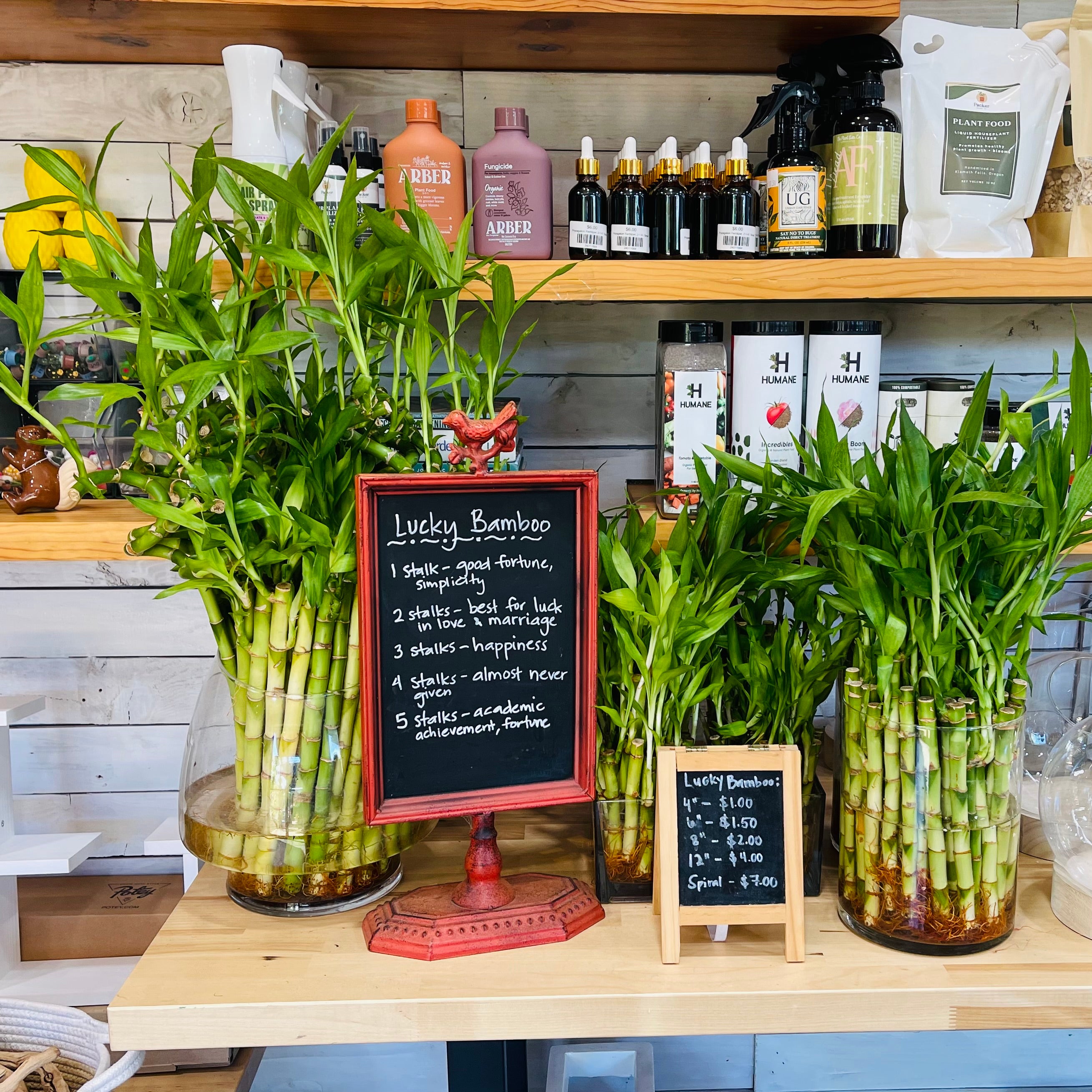 Lucky Bamboo – Mari's Gardens