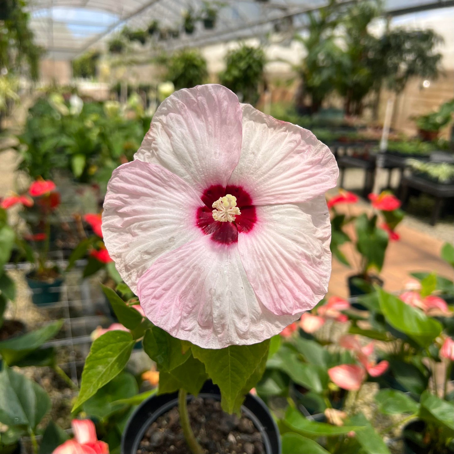 Hibiscus 'Luna Pink Swirl'