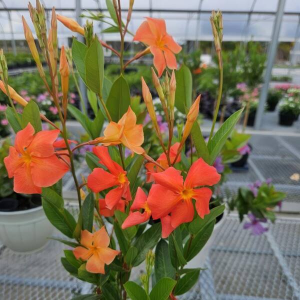 Mandevilla, "Fired Up Coral"