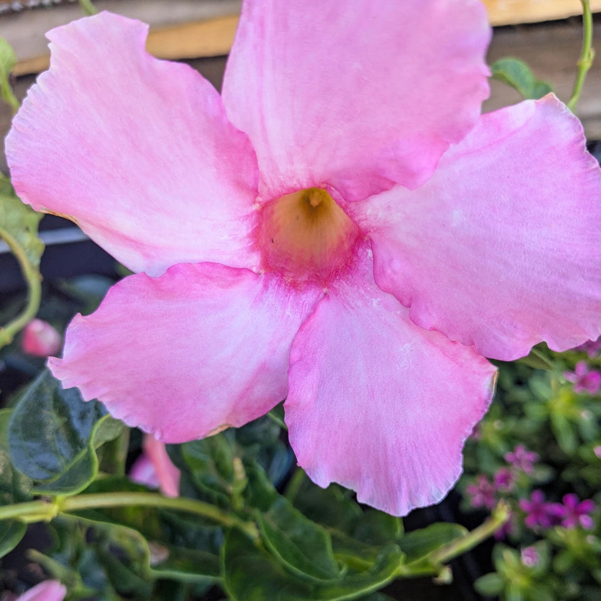 Mandevilla ʻGiant Powder Pinkʻ