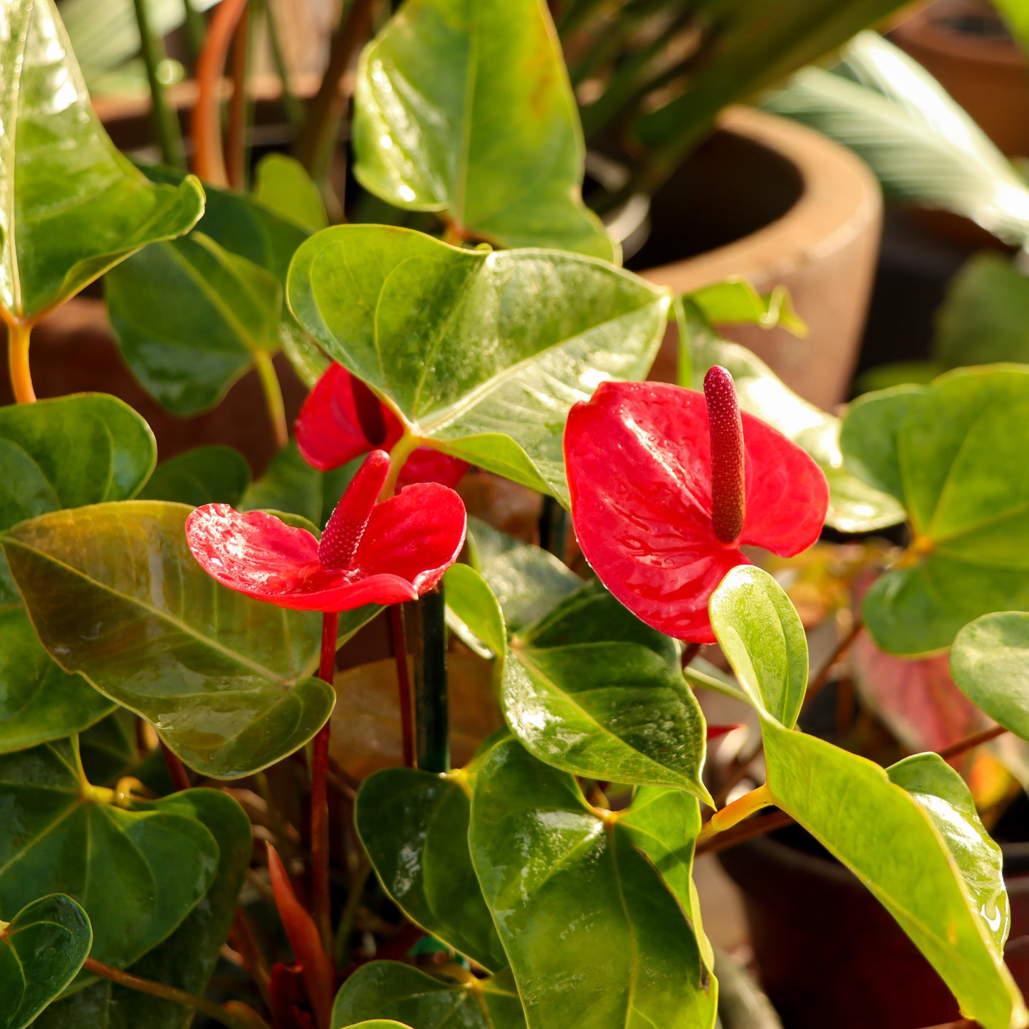 Anthurium, "Casanova"