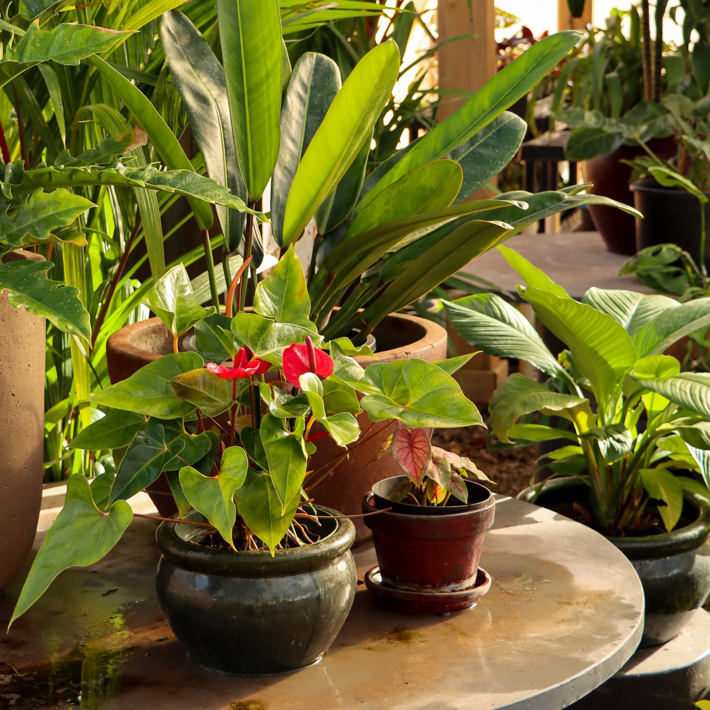 Anthurium, "Casanova"