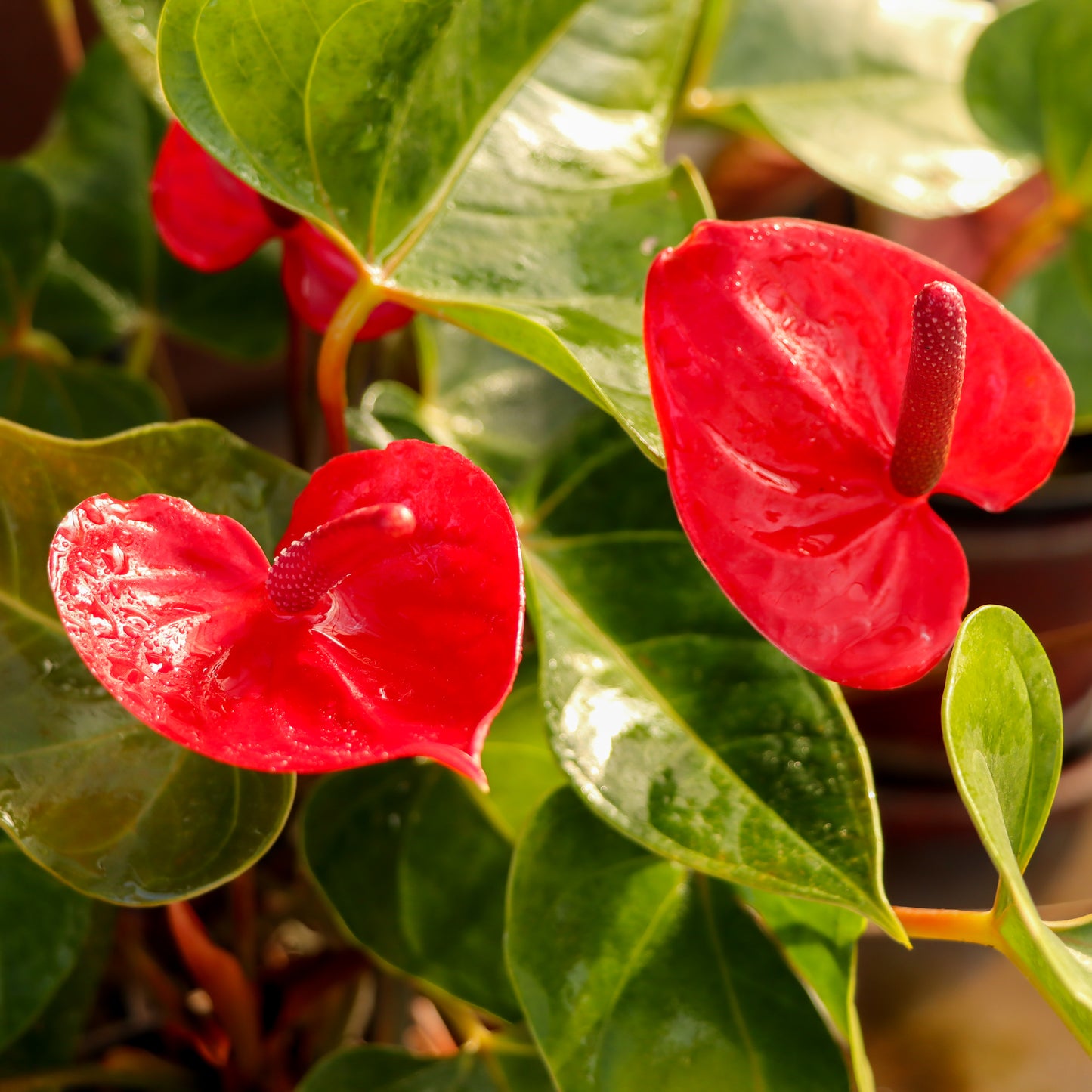 Anthurium, "Casanova"